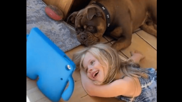 Girl and her pet Pitbull glued to screens amuses people. Watch adorable viral video