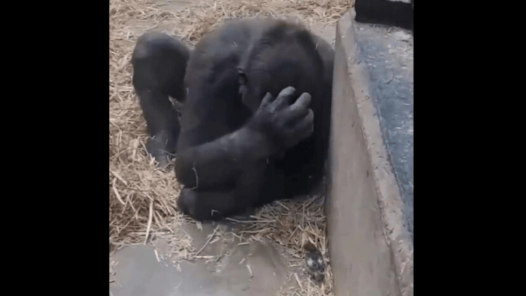 Gorilla scratches its head as it tries to befriend tiny bird, viral video amuses people