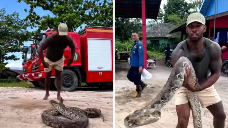 Man grabs snake lunging at his face in one swift motion. Watch viral video