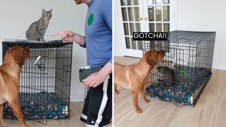 Man teaches dog how to close crate door, she uses it to trap cat inside. Watch hilarious video