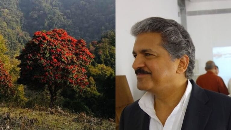 Nagaland’s rhododendron tree impressed Anand Mahindra. He says ‘it’s worth a visit’