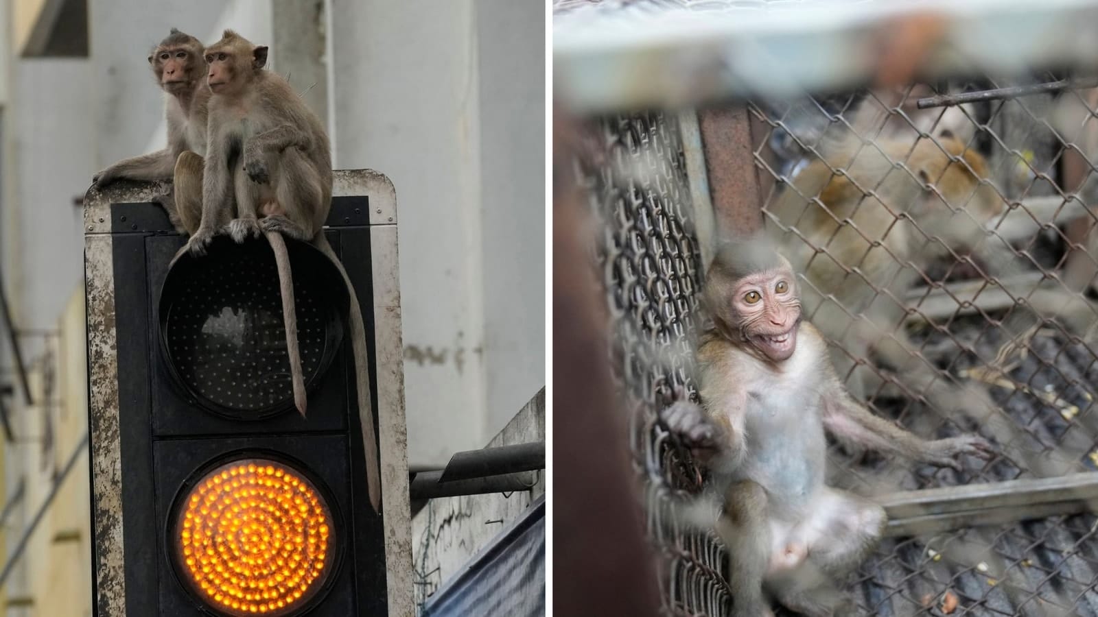 Town launches special mission to tackle marauding wild monkeys, tricks them with fruits