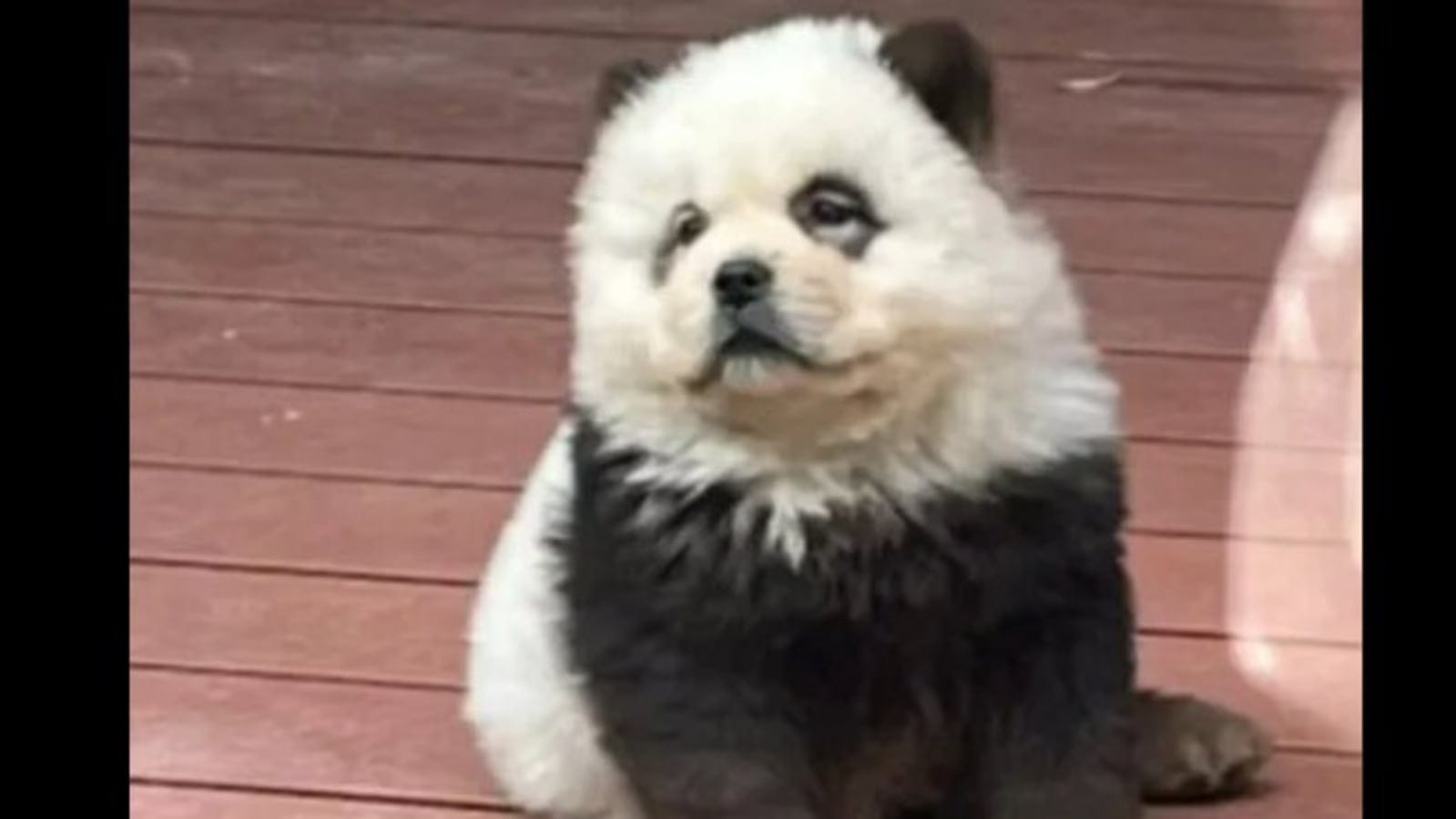 ‘Panda dog’: China zoo paints chow chow dogs to look like pandas, fools thousands of visitors