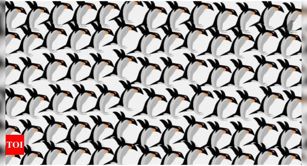 Brain Teaser: Do you see a crow hidden amongst so many cute penguins? |