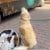 Golden Retriever politely asks vendor for a pup cup. Watch heart melting video
