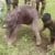 Quick-thinking forest staff rescue stranded baby elephant in Mudumalai, reunite it with mother
