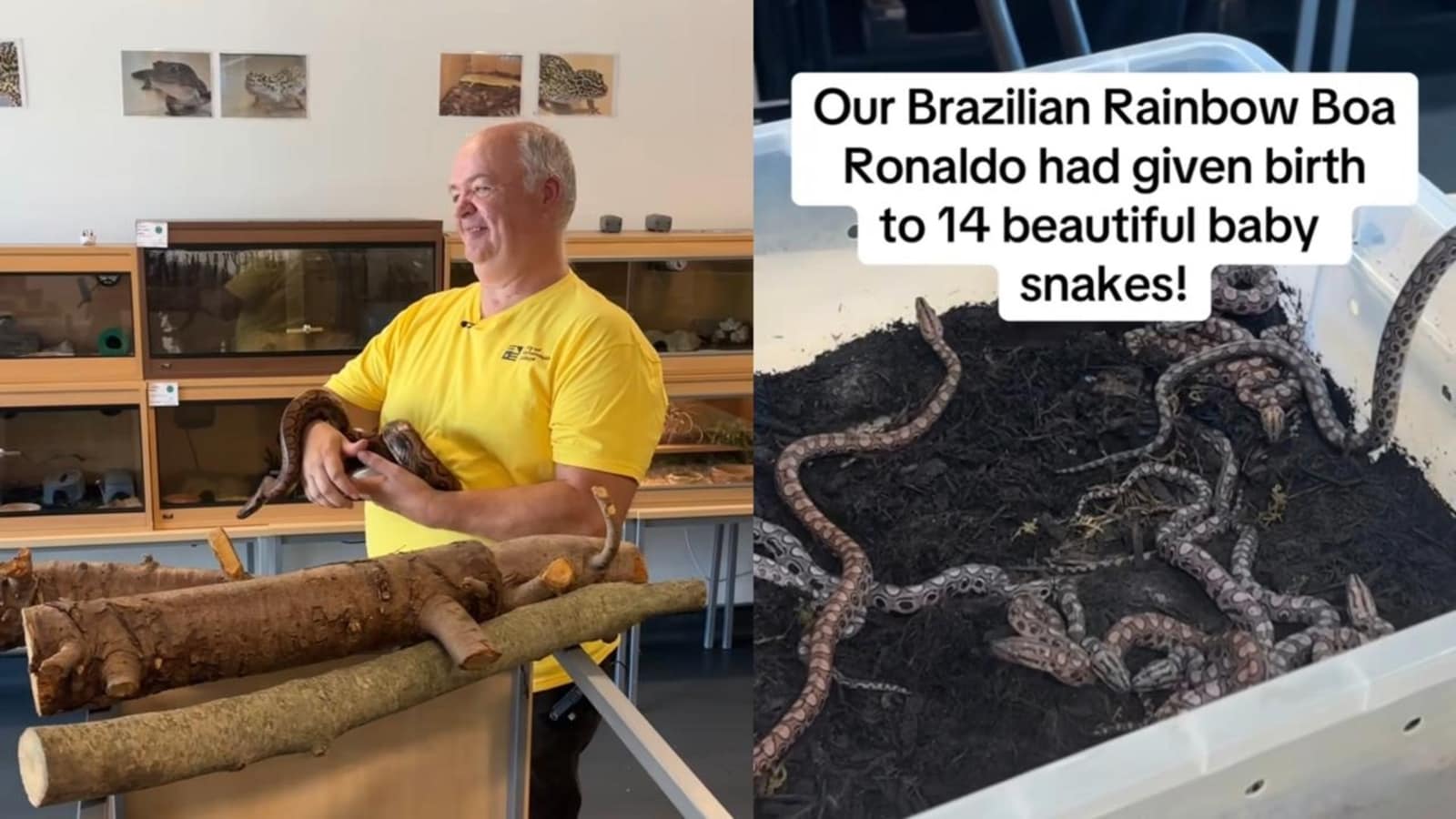 Snake mistaken as male gives birth to 14 snakelets in rare incident: ‘Virgin birth’