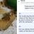 Man finds sharp object in Zomato order, accuses customer care of copy-pasting ‘same content’ during conversation