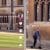 Prince William entering Windsor Castle on electric scooter wasn't on our 2024 bingo card. Video is viral
